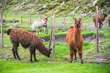 alpaca looking ahead and a group of alpacas in the background grazing on a green mountain in the...