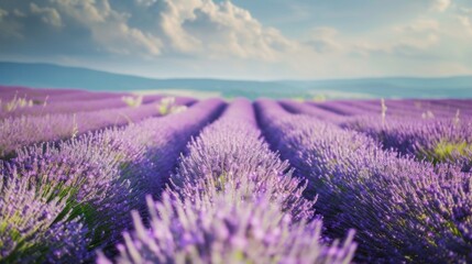 Fototapeta premium Lavender field at sunset during summer