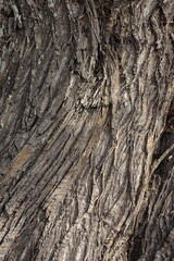 textura rubosa arbol antiguo castaño centenario