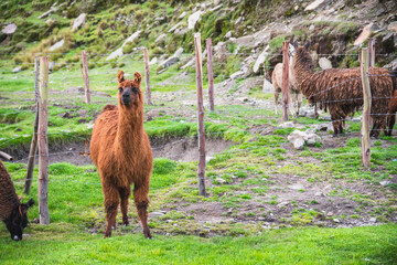 alpaca looking ahead and a group of alpacas in the background grazing on a green mountain in the...