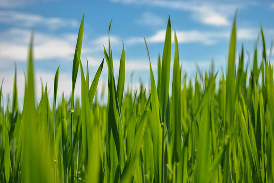green grass onnew sprouts of green wheat in sunny weather close up. blurred background. blue sky background. 