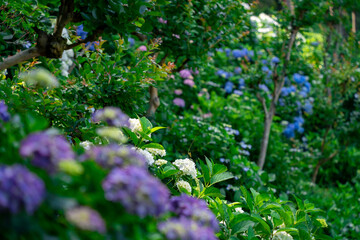 紫陽花の花畑２