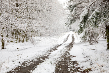 winter wonderland in forest - 723272960
