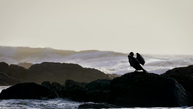 Cormorant closing wings near sea waves