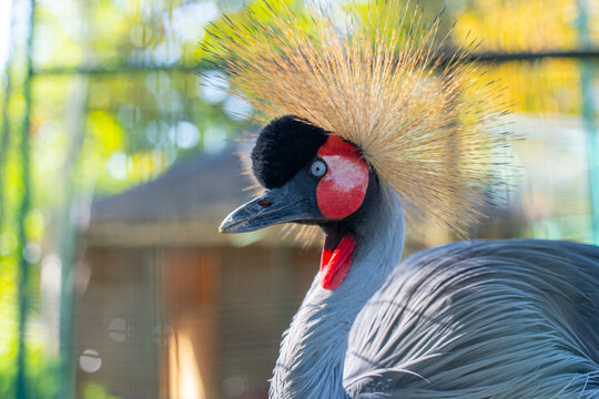 grey crowned crane