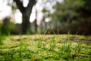 Low angle view of fresh green grass growing on lawn in botanical garden, park, forest, woods in spring day. Awakening of nature, ecology concept.