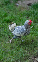 chicken on the grass