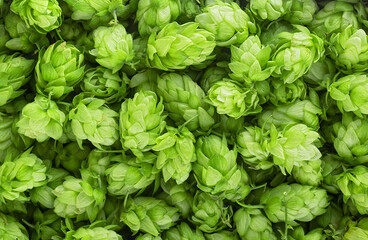 Green ripe hop cones for brewery and bakery as background, top view. Fresh green hops.