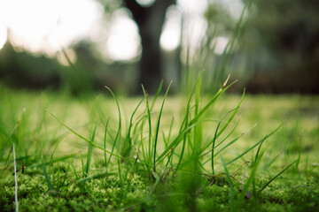 Low angle view of fresh green grass growing on lawn in botanical garden, park, forest, woods in spring day. Awakening of nature, ecology concept.