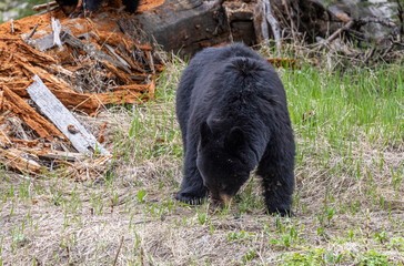 Black Bear in Spring in Yellowstone National Park Wyoming