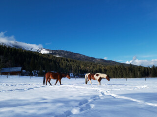 Paint Horses Walking Along A Desire Path in the Deep Snow with Rural Farm Barn Background and Space...