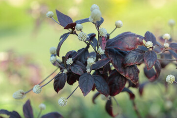 Blooming joyweed (Genus Alternanthera). Typical bloom clusters. Use as ornamental plant.