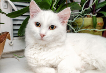 White domestic cat lies on the windowsill in an apartment