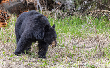 Black Bear in Spring in Yellowstone National Park Wyoming