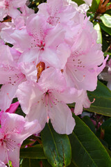 Beautiful pink rhododendron flowers in spring bloom. Seasonal flowering bush. pretty garden flowers 
