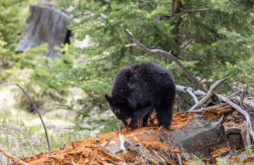 Black Bear in Spring in Yellowstone National Park Wyoming