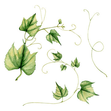 Watercolor grape leaves clipart Illustration