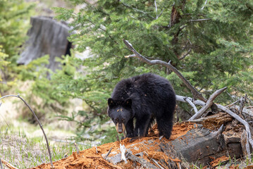Black Bear in Spring in Yellowstone National Park Wyoming