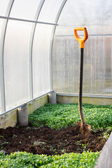Autumn soil preparation in a greenhouse. Green fertilizers as a concept in organic farming. Vertical crop.