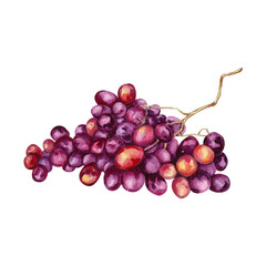 Watercolor rose grape clipart Illustration