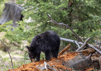Black Bear in Spring in Yellowstone National Park Wyoming