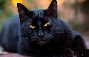 Black cat - 723290916