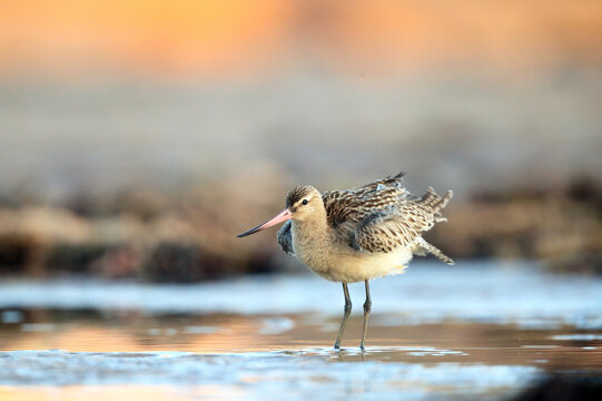 Bar tailed godwit wading through water at dusk