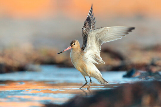 Bar tailed godwit in coastal habitat during migratory passage