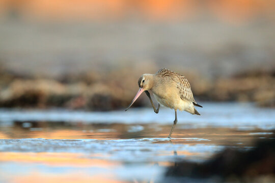 Bar tailed godwit on Migratory Passage in Asturias