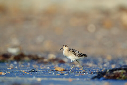 Juvenile andarrios zarapitin sandpiper on Asturias coast during migration
