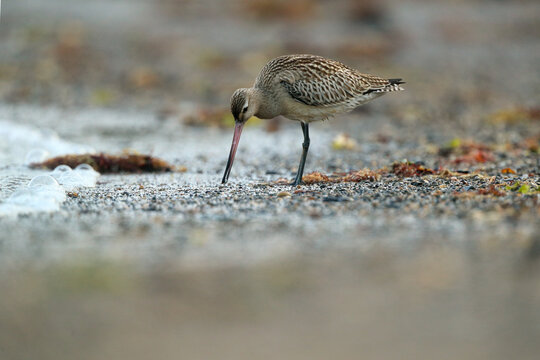 Foraging bar tailed godwit on Pebbled Shore