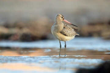 Migratory bar tailed godwit in Asturian Coastal Waters