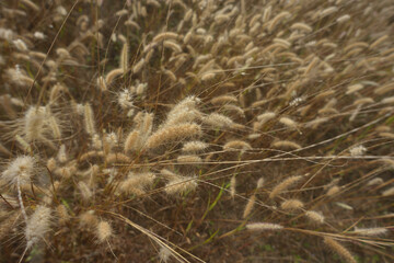 Buffelgrass | Fluffy grass