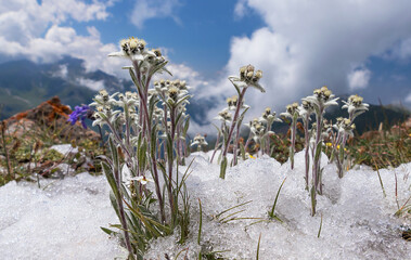 Edelweiss (Leontopodium alpinum) among the melting snow on the background of mountains and clouds; concept of rare flowers under protection