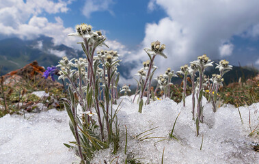 Edelweiss (Leontopodium alpinum) among the melting snow on the background of mountains and clouds;...