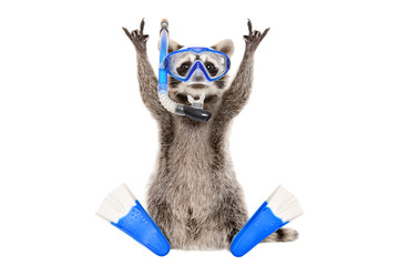 Funny raccoon in a diving mask and flippers isolated on a white background © sonsedskaya