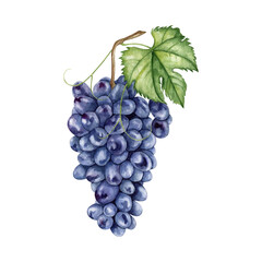 Watercolor black grape clipart Illustration