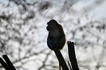 The alpha male of a group of Javanese monkeys sits on a branch and looks out for enemies