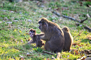 mother and baby Javanese monkey play in the grass