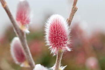 Willow mount aso  (Salix gracilistyla Mount Aso)  japanese pink pussy willow © Danny