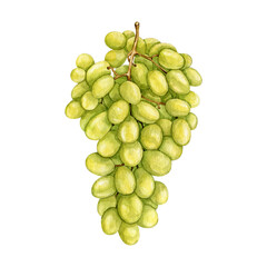 Watercolor white grape clipart Illustration
