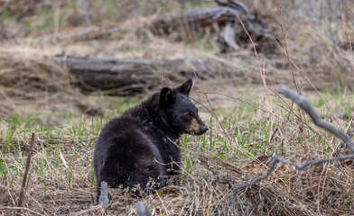 Black Bear in Spring in Yellowstone National Park Wyoming