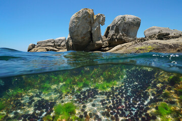 Naklejka premium Many sea urchins underwater with large rocks on the sea shore, seascape of the Atlantic ocean, split view over and under water surface, natural scene, Spain, Galicia, Rias Baixas