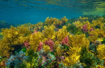 Fototapeta na wymiar Colorful seaweed underwater in the ocean in shallow water, natural scene, Eastern Atlantic, Spain, Galicia, Rias Baixas
