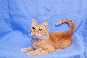 Ginger cat lying on blue background closeup