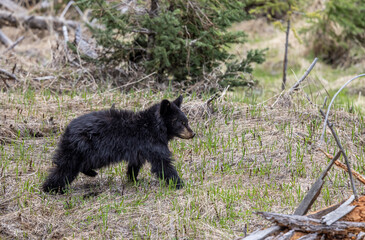 Black Bear in Spring in Yellowstone National Park Wyoming