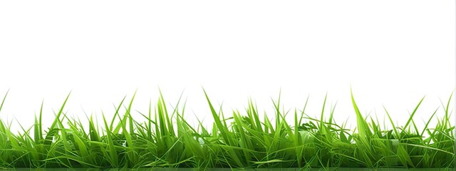 Green grass isolated on white background. Natural spring background.