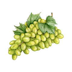 Watercolor white grape clipart Illustration