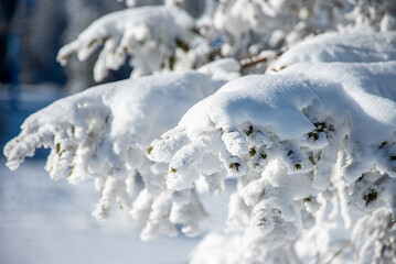 close-up of a snow-covered fir tree branch. natural Christmas background