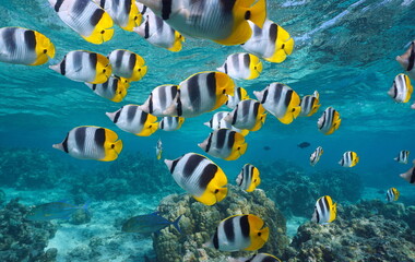 Tropical fish school of butterflyfish (Chaetodon ulietensis) underwater in the south Pacific ocean, natural scene, French Polynesia, Bora Bora - obrazy, fototapety, plakaty